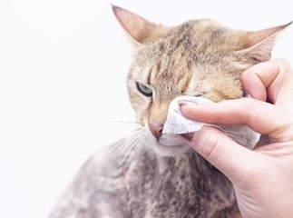 nettoyer les yeux d’un chat